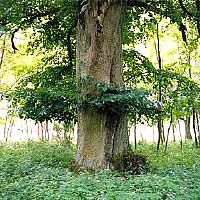 Alte Linden an der Drage